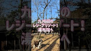 愛犬と九州初のレジーナリゾート湯布院へ！ #vlog #旅行 #九州 #大分県 #湯布院 #温泉 #犬連れ旅 #犬連れ旅行 #いぬ #犬 #犬のいる暮らし #イングリッシュスプリンガースパニエル