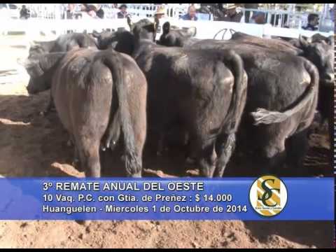Surangus - Las Blancas - La Fé - Ventas Vaquillonas PC - Huanguelen - 01/10/2014