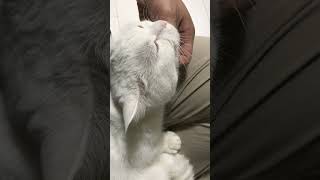 He likes to have his chin scratched