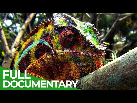 image-What kind of animal is a chameleon?