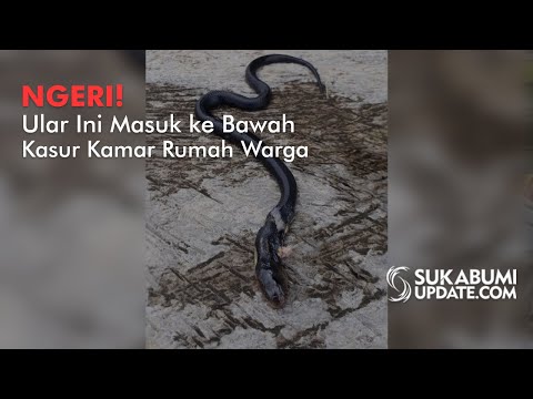 Video: Ngeri! Ular Ini Masuk ke Bawah Kasur Kamar Rumah Warga