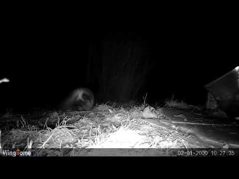 Wing Home Radaukater mit dicken geschwollenen Eiern frisst Karakau(Krakauer)