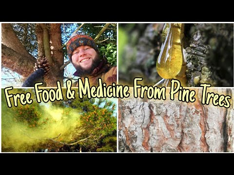 The Pine Trees - A Guide To Their Food, Medicine & Identification ????