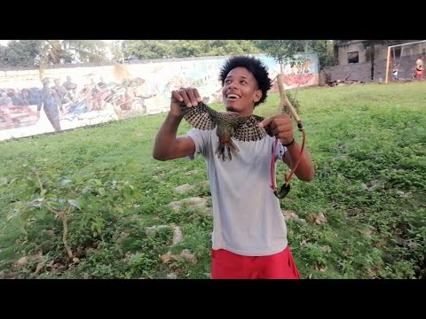 Cacería de paloma y tortola con Gomera (resortera - tirapiedra )   los brother caza y pesca (torcaza