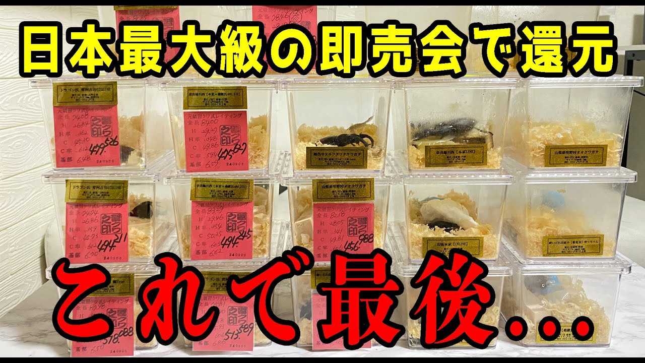 【ありがとう...】日本最大級のクワカブ即売会！インセクトディスカバリー【昆虫】