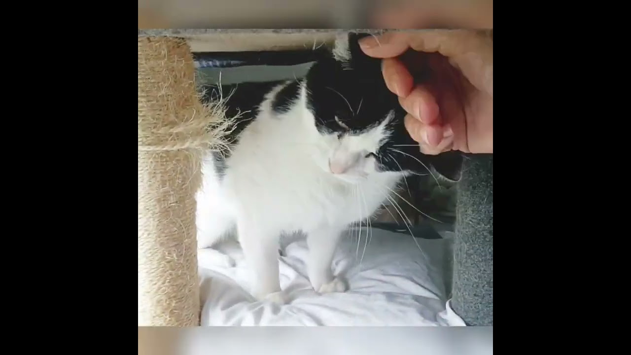 Poppy, an adopted Domestic Medium Hair in Asheville, NC video 6/6