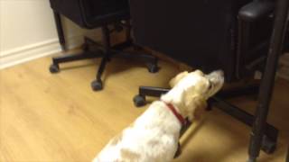 Sunshine sniffs out bed bugs