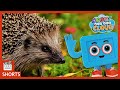Hedgehog and Baby Animal Facts For Kids | Codey And The Cloud S1 • E2