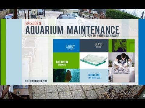 Episode 9:  Aquarium Maintenance