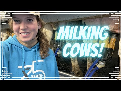 Milking Cows and More Baby Goats!