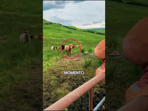¡Este Niño Llama a Su Ternerito Favorito y la Escena Es Adorable! 🐄🥹❤️