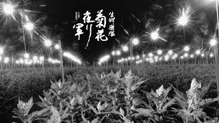重返縣道184《菊花夜行軍》十五週年紀念短片 (完整版)