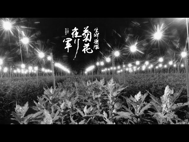 重返縣道184《菊花夜行軍》十五週年紀念短片 (完整版)