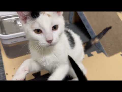 Hoobly Ohio Kittens