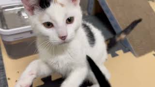 ADOPTED! Meet our wobbly bobbly kittens!