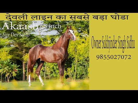 देवली लाइन का सबसे बड़ा घोडा Aakash 68 inch sire dev sahib owner Sukhjinder sidhu