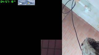 【ツバメさんSwallow】202307-08電線空配信だったけどカメラおかしくてだめでございます´・ω・｀)Wild birds