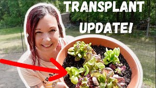 MOVING PLANTS FROM INDOOR GARDENS TO OUTDOOR GARDENS - UPDATE 2023