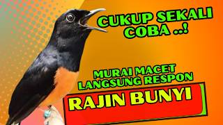 Download lagu PANCINGAN PAGI-PAGI AGAR MURAI GACOR❗❗ MURAI MACET PASTI NYAUT EMOSI❗❗ mp3