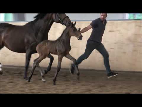 Stutfohlen von So Perfect- Escolar- De Niro- Lauries Crusador xx