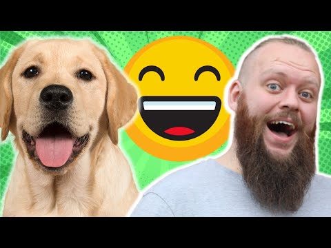 3 Things You Should Do With Your Labrador Puppy Everyday