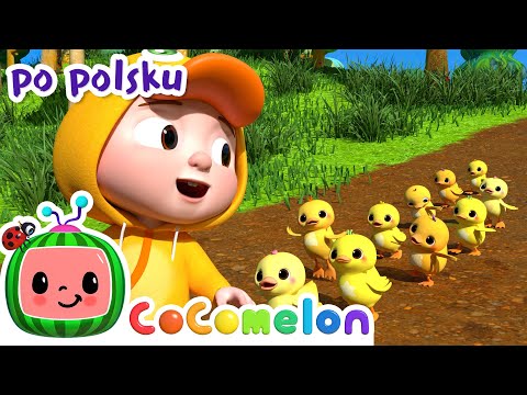 Dziesięć małych kaczątek | CoComelon po polsku | Piosenki dla dzieci