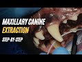 Extraction Of The Canine Tooth 204 In A Dog