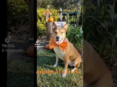 Madge Padge LOVES the water! -watch my video, an adoptable Smooth Collie Mix in Hillister, TX_image-1