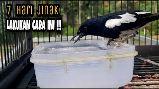 Download lagu CARA MENJINAKAN BURUNG KACER DENGAN CEPAT DALAM WAKTU 7 HARI mp3 Download lagu CARA MENJINAKAN BURUNG KACER DENGAN CEPAT DALAM WAKTU 7 HARI mp3