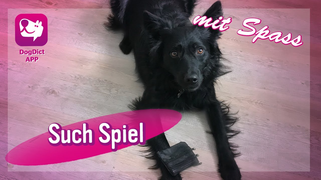 Spiel-Spaß im Haus! Hundetrainerin Alex Angrick zeigt eine Beschäftigung