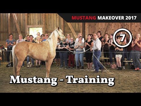 Öffentliches Mustangtraining Team Birger - Mustang MakeOver