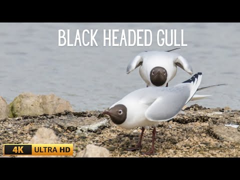 Čajka smejúca sa (Chroicocephalus ridibundus) — hniezdne správanie WWT Slimbridge