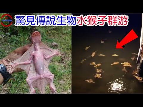 水猴