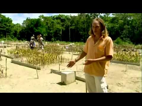 The Secret of El Dorado - Discovery of Terra Preta (2002)