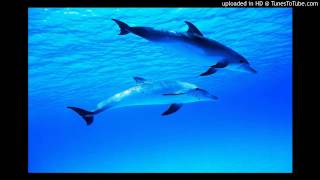 Dolphin Dreams - In Their Gentle Presence