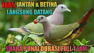 Download lagu SUARA PIKAT BURUNG PUNAI FULL SATU JAM PALING GACOR COCOK BUAT NYANGGONG mp3 Download lagu SUARA PIKAT BURUNG PUNAI FULL SATU JAM PALING GACOR COCOK BUAT NYANGGONG mp3