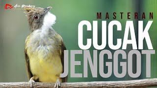 Download lagu MASTERAN CUCAK JENGGOT GACOR MBESET MBESET mp3 Download lagu MASTERAN CUCAK JENGGOT GACOR MBESET MBESET mp3