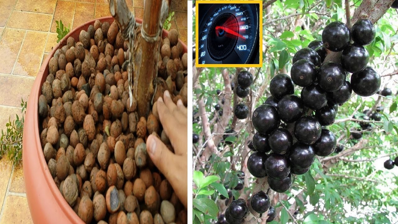 Acelerador faz Jaboticaba produzir muito mais rápido(processo completo)