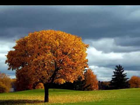 Videoclip de Automne (Colchiques dans les prés) (Remastered) — Francis Cabrel