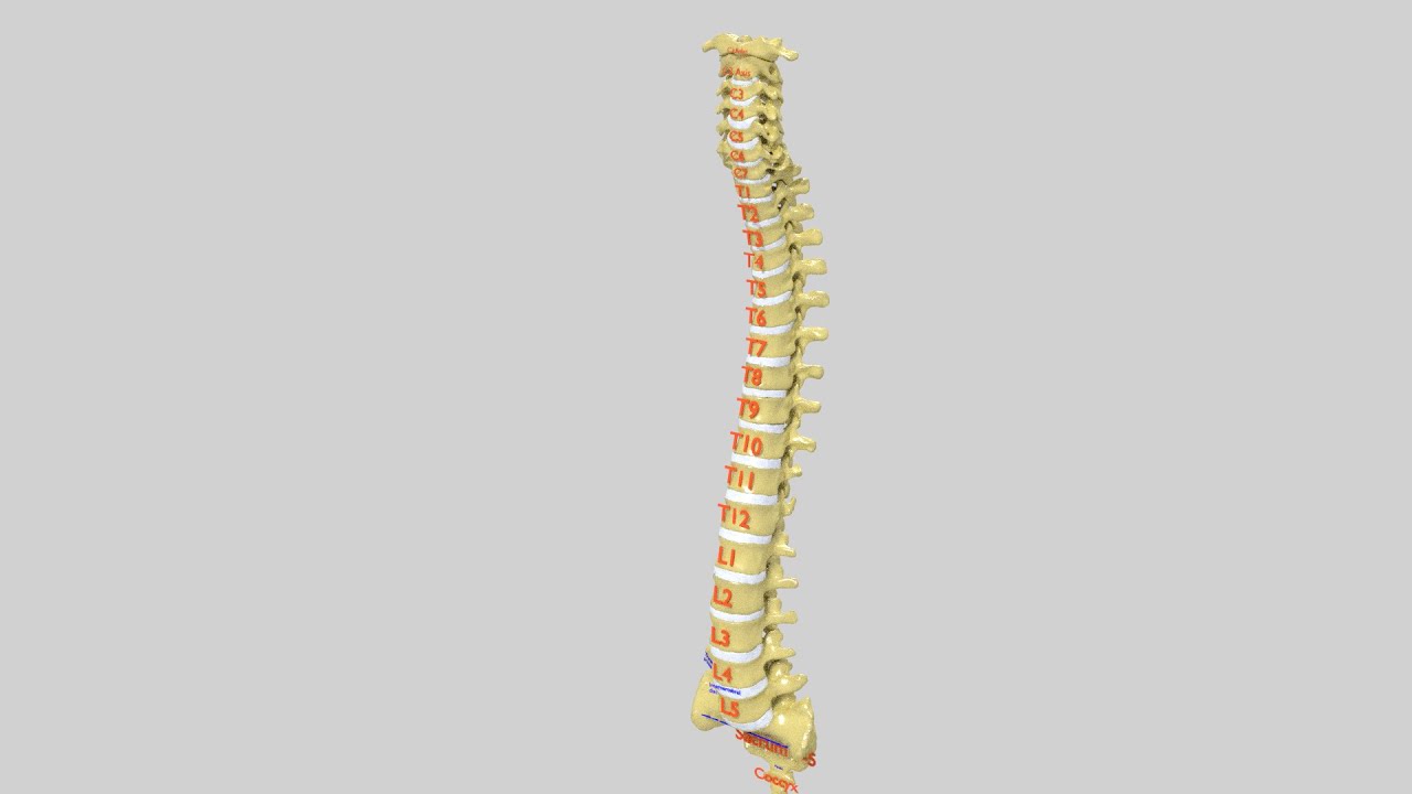 Vertebrae vertebral column labelled text detail 3D Model