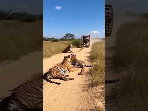 Tigers Scatter as Hyena Rolls In on Giant Metal Wheel