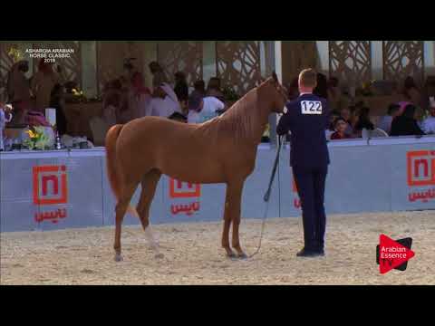 N.122 DEEMAT AL THAMER - Asharqia Classic 2018