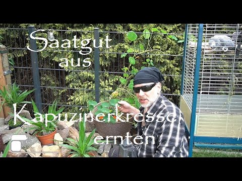 ✅Eigenen Samen aus der Kapuzinerkresse selbst ziehen - Ernten, vermehren und Kresse Saatgut gewinnen