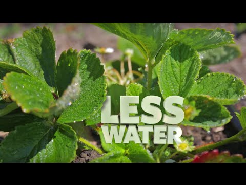 Water Productivity: The Quest for More Crop per Drop