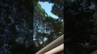 Download lagu story wa setir mobil pajero mp3