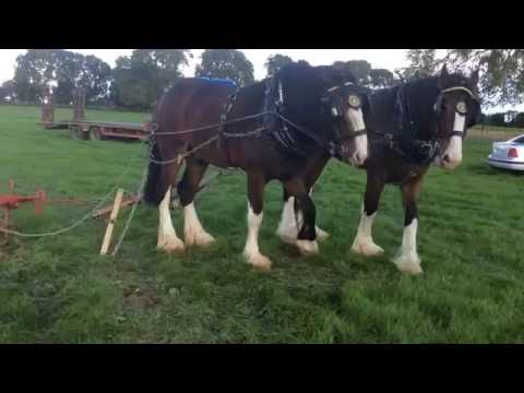 Ploughing with horses at Lecarrow Harvest Exhibition.