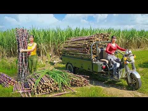 TIMELAPSE -- 279 Days Harvest Billion Tons Giant Sugarcane, Go to Market Sell | Phương Countryside