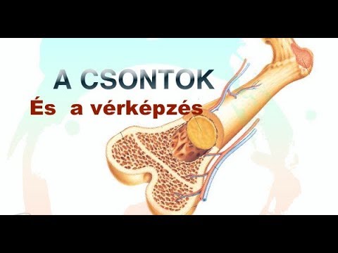 kerekférgek az izmokban és a csontokban