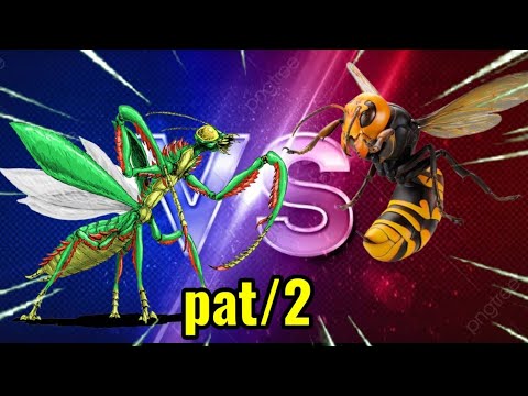 Louva Deus vs vespa  -briga de insetos venenosos