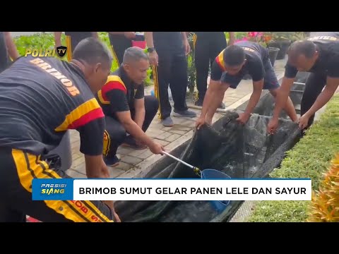 BRIMOB SUMUT PANEN LELE DAN SAYUR, WUJUDKAN KETAHANAN PANGAN
